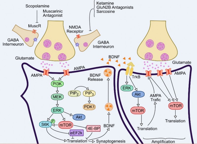 New perspectives on the involvement of mTOR in depression as well as in