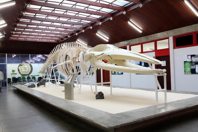 Museu de Zoologia Unesc