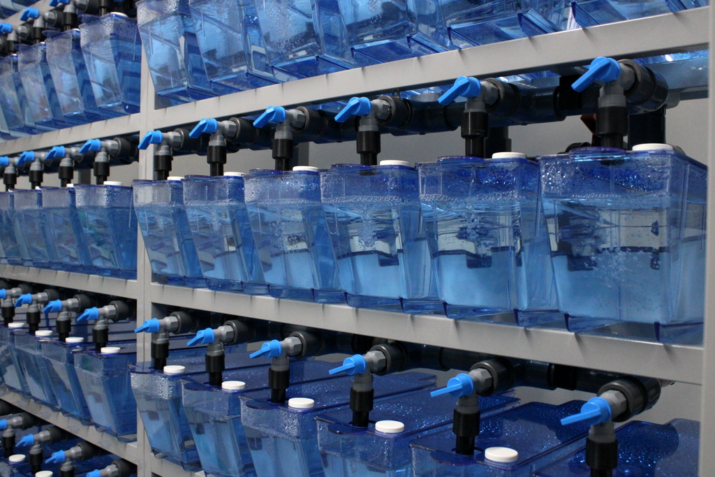 Rack Hydrus para Zebrafish