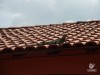 Não é sempre que se vê um camaleão no telhado...