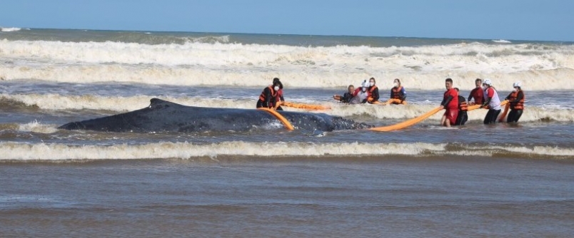 Museu de Zoologia da Unesc ajuda no resgate de baleia em Balneário Esplanada