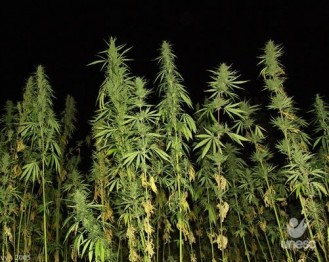 Testes com subst�ncia da maconha na Unesc levantam nova possibilidade de tratamento para doen�as como esquizofrenia e Parkinson