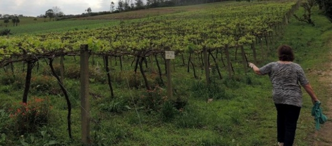 Alunos de Administra��o visitam Vales da Uva Goethe