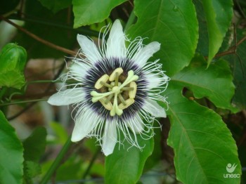 Extensionista da Emater conta um pouco da hist�ria e d� exemplo de futuro