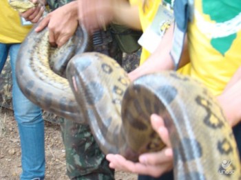 A mulher que pegava sucuri  unha, ou quase...