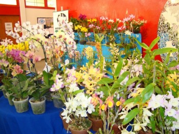 12 Mostra de Orqudeas e Plantas Medicinais acontece de 21 a 24 de setembro