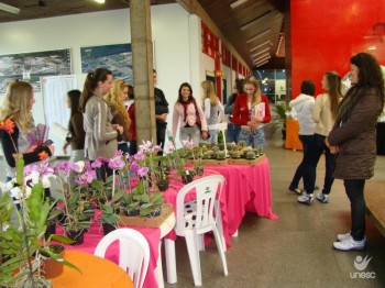 Primavera e Paz est comercializando orqudeas e distribuindo nativas
