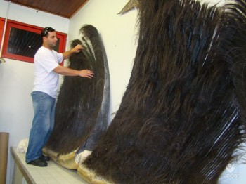 Barbatanas de baleia encalhada v�o compor acervo marinho na Unesc