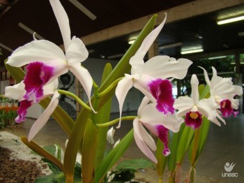 Aberta 1 Exposio de 'Laelia purpurata', orqudea smbolo de Santa Catarina