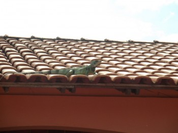 Uma visita cor de telha