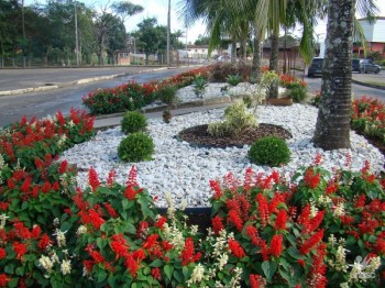 Abuse na decora��o de sua casa com plantas