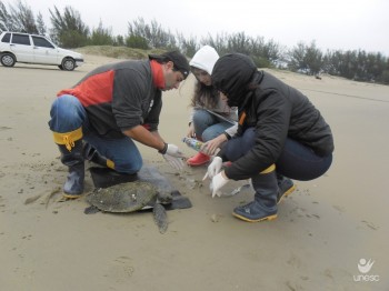 Tartaruga Verde � encontrada na beira-mar