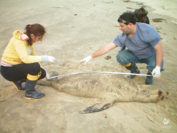 Mais de 100 animais s�o encontrados nos monitoramentos realizados por profissionais da Unesc