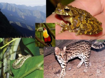 Projeto da Unesc vai levantar a riqueza de anf�bios, r�pteis, aves e mam�feros da Reserva do Agua�