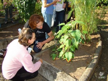 Livro sobre plantas medicinais ser� lan�ado nesta ter�a-feira