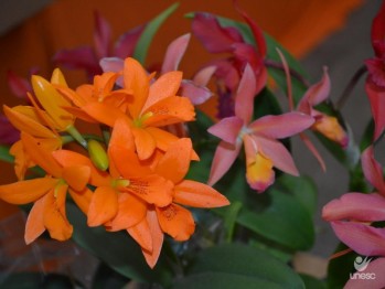 Mostra de Orqudeas antecipa chegada da estao  Unesc