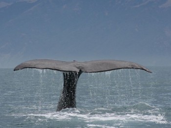 Unesc toma posse no Conselho Gestor da APA
