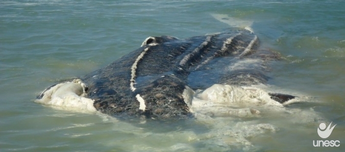 V�rtebras do tubar�o baleia far�o parte do acervo do Museu de Zoologia