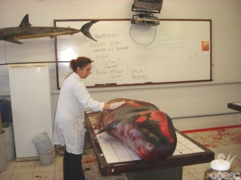 Baleia encontrada no Balne�rio Esplanada � encaminhada � Unidade de Zoologia 
