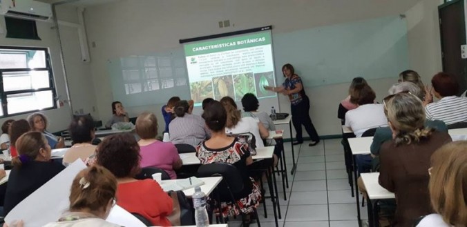 Plantas Medicinais: Jacaranda puberula Cham. (carobinha)