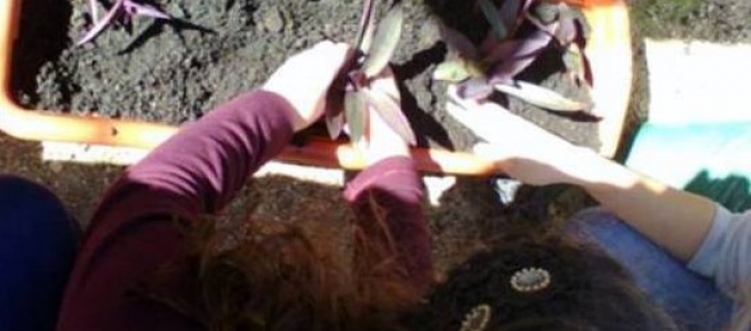 Projeto de extens�o utiliza planta como indicador de polui��o atmosf�rica