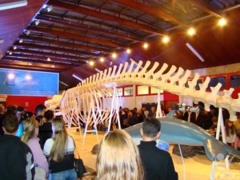 Nova atra��o, esqueleto de baleia-de-Bryde, � apresentada � comunidade