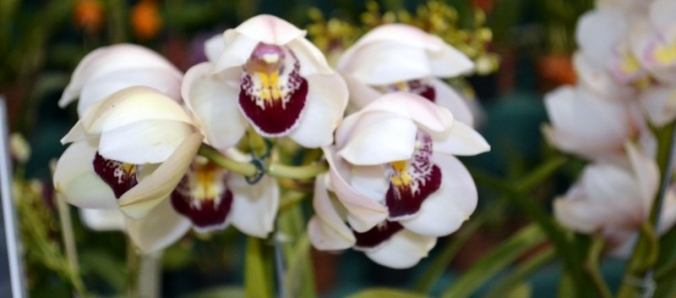 Primavera e Paz: Unesc ser� revestida de flores