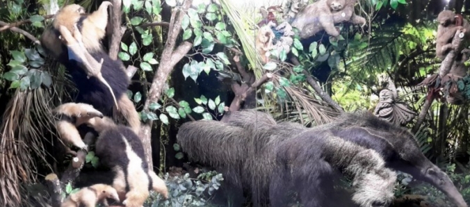 Museu de Zoologia inaugura n�cleo expositivo com 560 esp�cimes