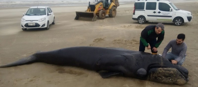 Museu de Zoologia trabalha em encalhe de Baleia Franca