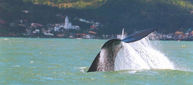 Professor apresenta estudo sobre a contribui��o da Unesc com unidades de conserva��o ambiental