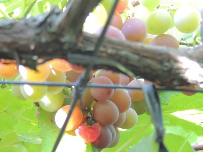 Goethe: uma uva com sentimento - perspectivas e desafios