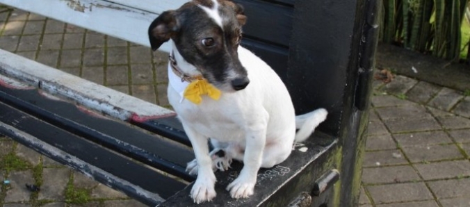 As consequ�ncias do abandono e uma linha de esperan�a