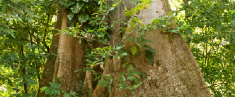 Unesc lana obra sobre Direitos da Natureza e ecologizao do Direito Ambiental