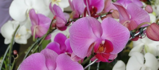 Primavera e Paz: As flores v�o invadir a Unesc