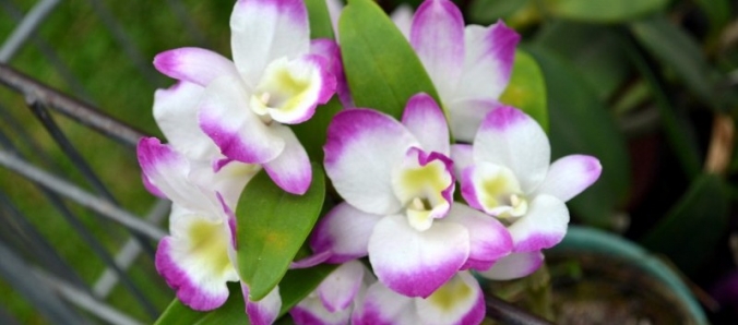 Orqu�deas deixam o campus colorido