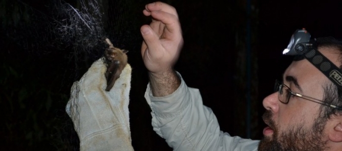 Morcegos: para alguns motivo de medo, para outros objeto de estudo