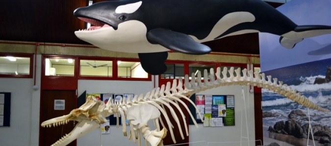 Museu de Zoologia da Unesc tem nova programa��o para visitas mediadas