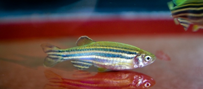 Unesc oferece curso de manipulao e prtica de animais em laboratrios