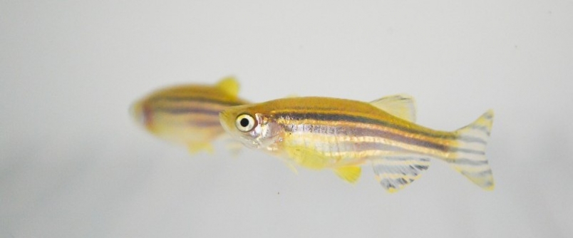 Professores e alunos da Unesc participam de Simpsio Zebrafish como Modelo Animal para Pesquisa