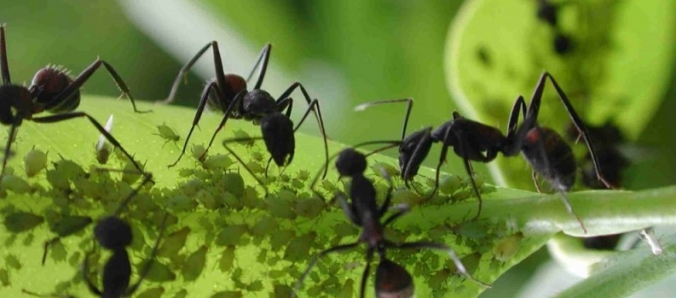 Formigas como bioindicadores � um dos temas abordados em Semana Acad�mica