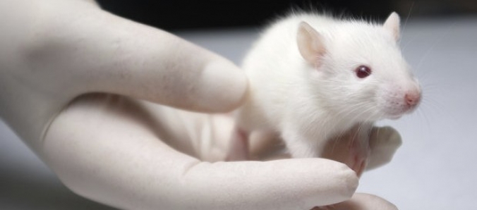 Curso ensina os cuidados para trabalhar com animais de laborat�rio