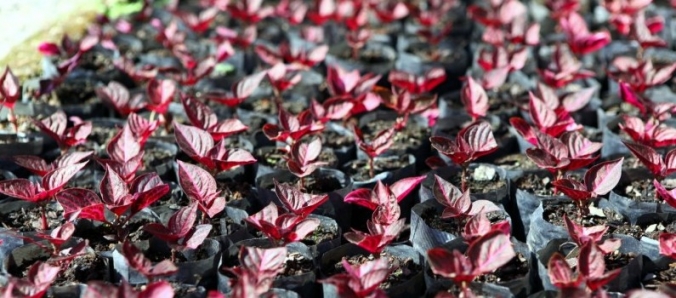 V�rias esp�cies de plantas para colorir o jardim � venda no Horto