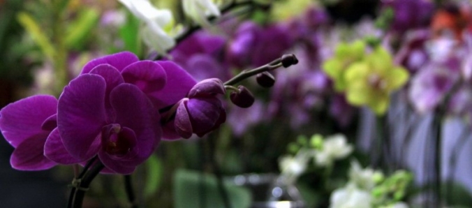 Primavera e Paz re�ne exposi��o de flores e oficinas de artesanato