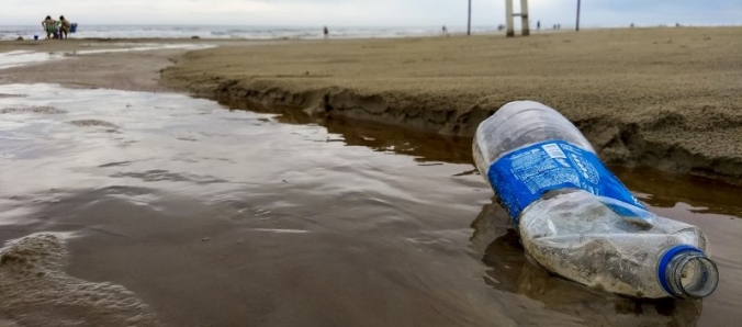 Irresponsabilidade humana no litoral leva animais marinhos  morte