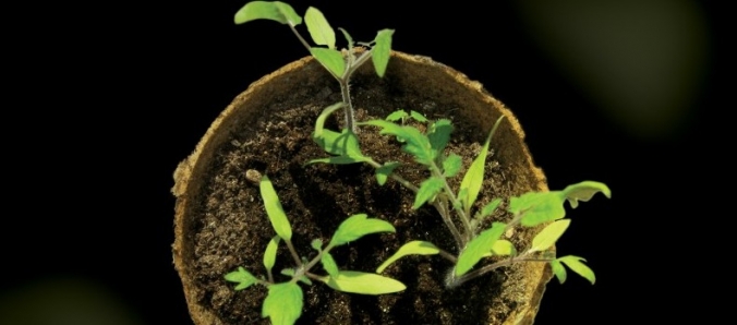 Unesc promove primeiro evento com compensao de carbono em SC