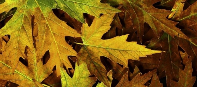 Natureza e mem�ria ser�o temas de exposi��o na Unesc