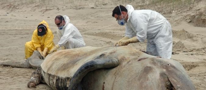 Museu de Zoologia Unesc apresenta exposi��o �Uma Orca no Museu�