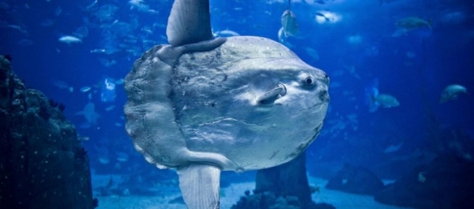 Um exemplar do maior e mais pesado peixe sseo do mundo chegou na Unesc
