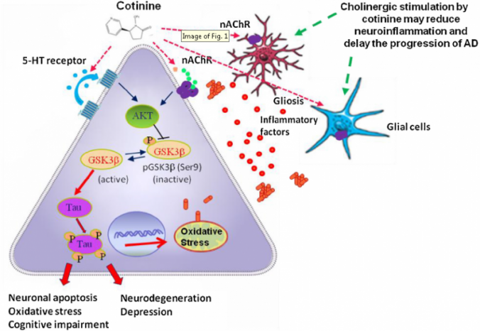 Positive modulators of the a7 nicotinic receptor against neuroinflammation and cognitive impairment in Alzheimers disease