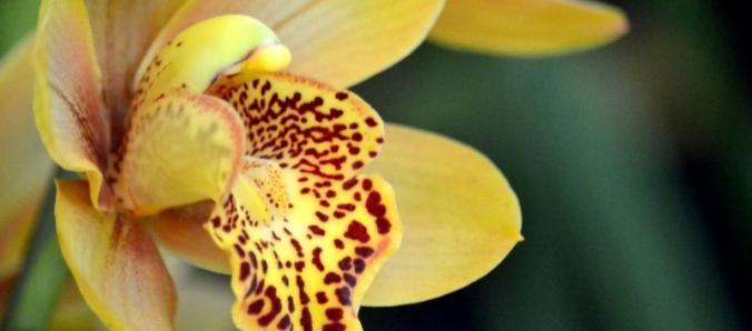 Primavera e Paz: As flores v�o invadir a Unesc